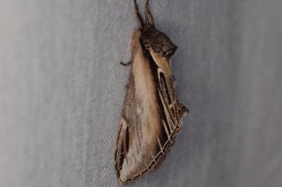 <i>Pheosia tremula</i>