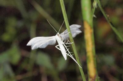 <i>Pterophorus pentadactylus</i>