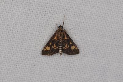 <i>Pyrausta aurata</i>