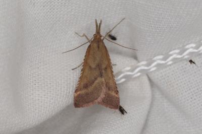 <i>Synaphe punctalis</i>
