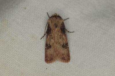 <i>Agrotis puta</i>