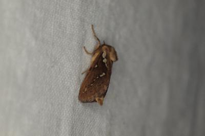 <i>Korscheltellus lupulinus</i>