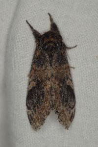 <i>Notodonta tritophus</i>