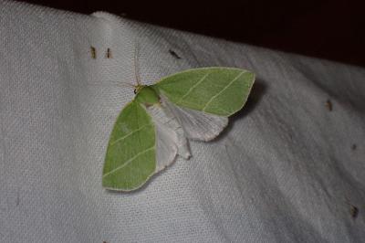 <i>Bena bicolorana</i>