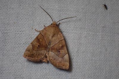 <i>Cosmia trapezina</i>