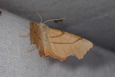 <i>Ennomos erosaria</i>