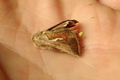 <i>Macdunnoughia confusa</i>