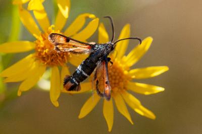 <i>Pyropteron chrysidiforme</i>