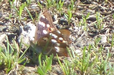 <i>Apatura ilia</i>