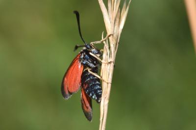 <i>Zygaena loti</i>