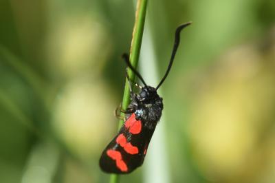 <i>Zygaena transalpina</i>
