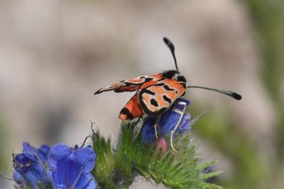<i>Zygaena fausta</i>