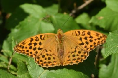 <i>Argynnis paphia</i>