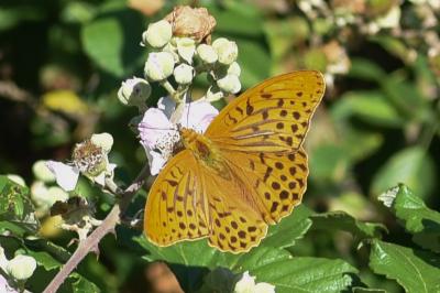 <i>Argynnis paphia</i>