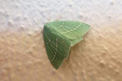 <i>Hemistola chrysoprasaria</i>