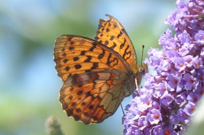 <i>Brenthis daphne</i>
