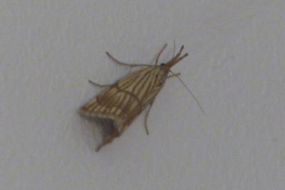 <i>Chrysocrambus linetella</i>