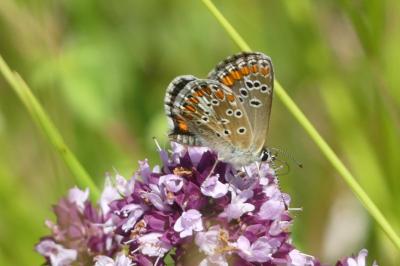 <i>Aricia agestis</i>