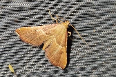 <i>Endotricha flammealis</i>