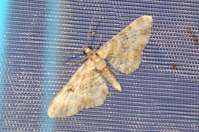 <i>Eupithecia</i>