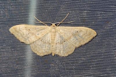 <i>Evergestis pallidata</i>