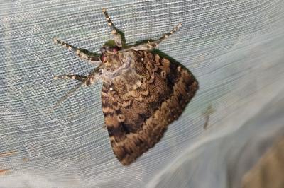<i>Amphipyra pyramidea</i>