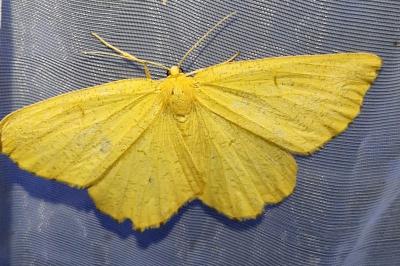 <i>Angerona prunaria</i>