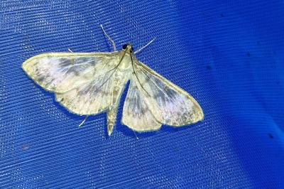 <i>Patania ruralis</i>