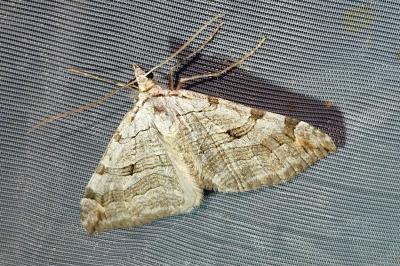 <i>Aplocera plagiata</i>