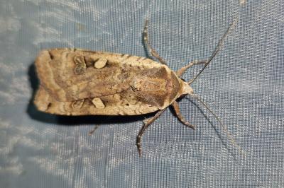 <i>Noctua pronuba</i>