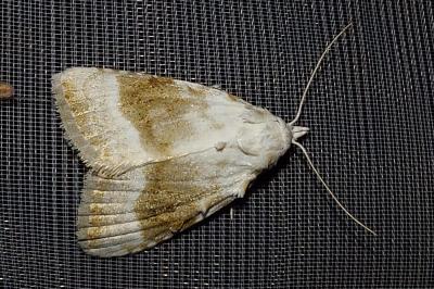 <i>Meganola albula</i>
