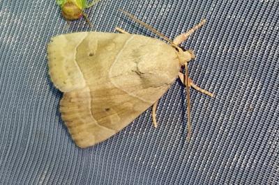 <i>Cosmia trapezina</i>