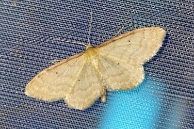 <i>Idaea humiliata</i>