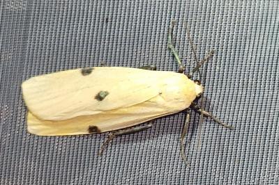 <i>Lithosia quadra</i>