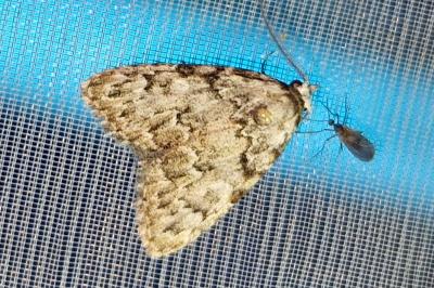 <i>Meganola strigula</i>