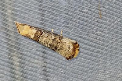 <i>Phalera bucephala</i>