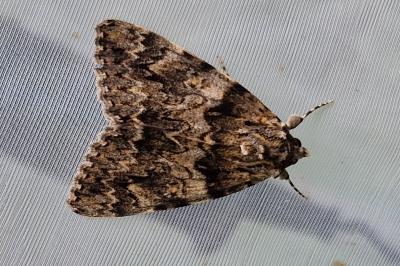 <i>Catocala promissa</i>
