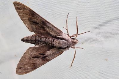 <i>Hyloicus pinastri</i>