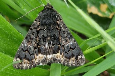 <i>Catephia alchymista</i>