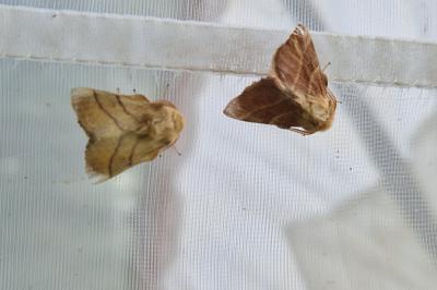 <i>Malacosoma neustria</i>