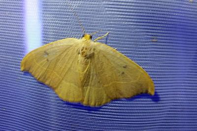 <i>Watsonalla binaria</i>