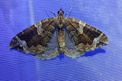 <i>Eulithis prunata</i>