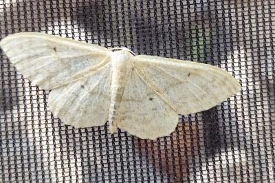 <i>Idaea deversaria</i>