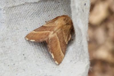 <i>Malacosoma neustria</i>