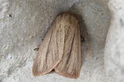 <i>Mythimna pudorina</i>