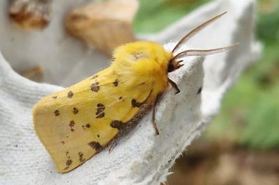 <i>Diacrisia purpurata</i>