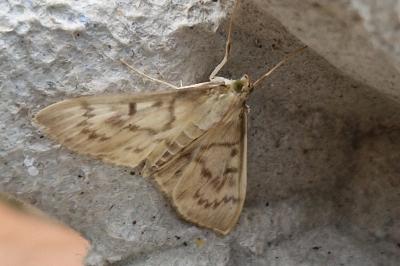 <i>Patania ruralis</i>