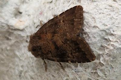 <i>Rusina ferruginea</i>