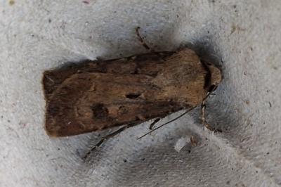 <i>Agrotis exclamationis</i>