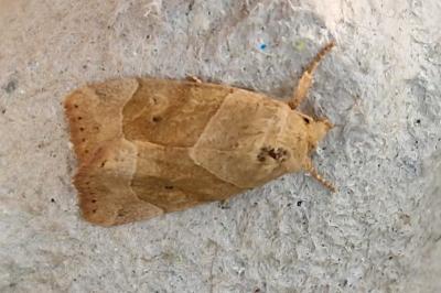 <i>Cosmia trapezina</i>